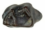 Cretaceous Fossil Mammal Tooth - Montana #284483-1